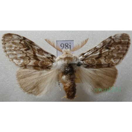Calliteara abietis (Denis & Schiffermüller, 1775) male Szczotecznica świerkowa Czech98j